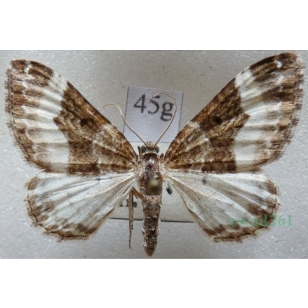Euphyia unangulata (Haworth, 1809) Paśnik jednozębik Czech45g